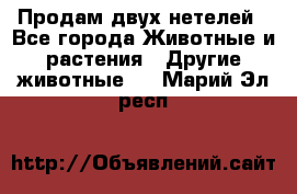 Продам двух нетелей - Все города Животные и растения » Другие животные   . Марий Эл респ.